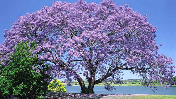 paulownia-fortunei-02.jpg